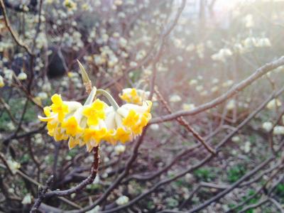 春の向島百花園