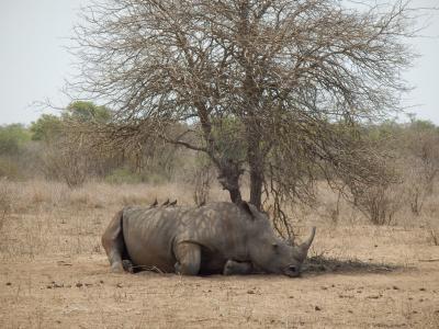 クルーガー国立公園でサファリ ④