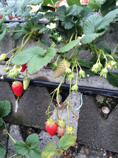 2016 いちご狩り