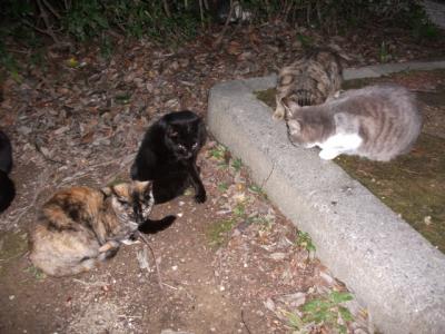 龍馬マラソン交通整理と美術館横の猫たち