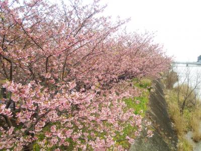 河津桜♪ひと足先に春を感じに河津へ