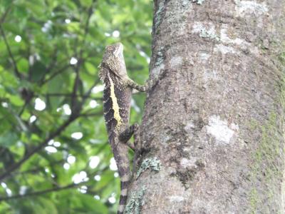 力里山登山(屏東県春日郷) 写真 in 高雄20130629