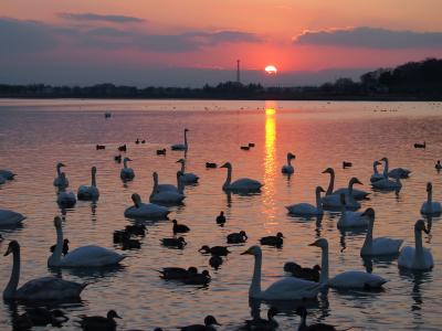 多々良沼に飛来した白鳥と夕日を撮りに行ってみました☆［①］