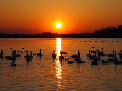 多々良沼に飛来した白鳥と夕日を撮りに行ってみました☆［②］