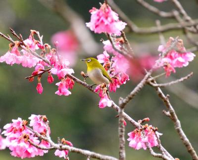 ２月の日本列島　今が一番の寒い季節！　　でも？　　2016年　日本一早い　さくら開花