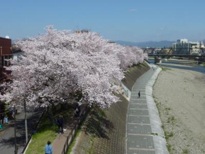 京都鴨川遊歩道、早歩きウォーキングの ススメ！