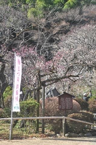 梅を追って　　　ＩＮ　　百草園