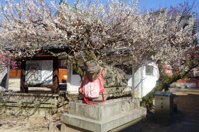 梅見ごろの、北野天満宮