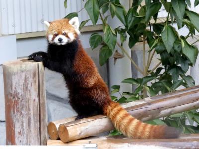 真冬のレッサーパンダ紀行【８】 福知山市動物園＆姫路セントラルパーク＆姫路市立動物園　雨中の３園訪問・・・ありがとう、キララちゃん、やすらかに・・・