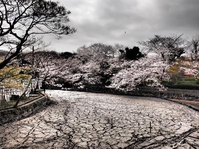 鎌倉・桜旅行記★＜鶴岡八幡宮＞干からびた源氏池と桜の光景
