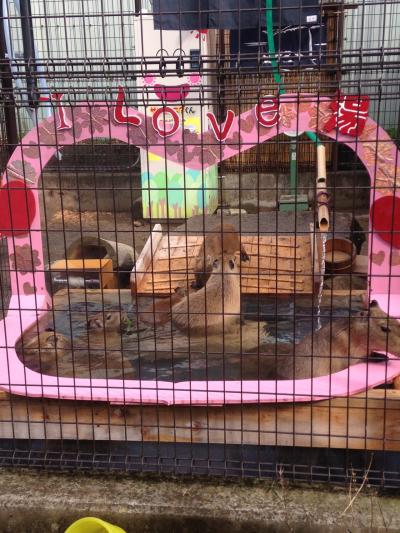 バレンタインなカピバラ温泉(*^_^*)