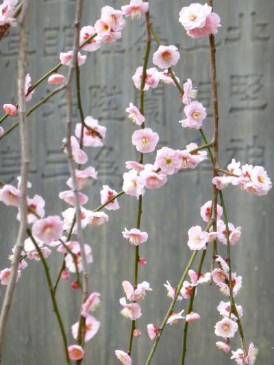 ちょいと早め？の湯島天神・梅まつり