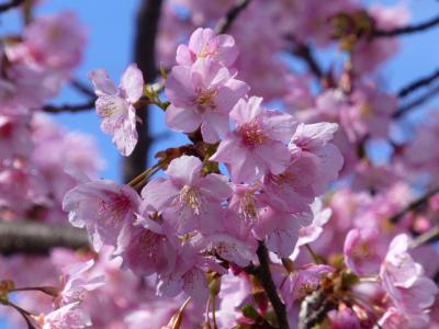 松戸の河津桜いい感じになってきました