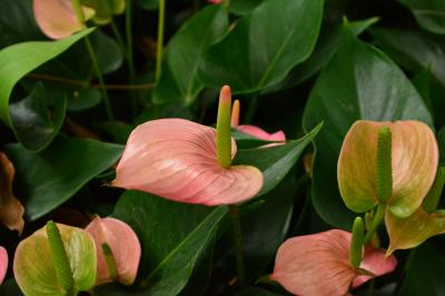 ハノイの流れに身をゆだねる