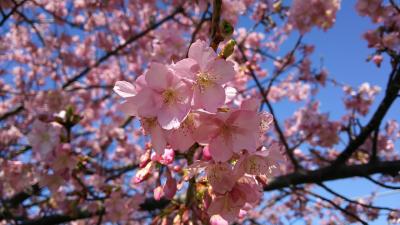 三浦海岸桜まつりに行ってきました！