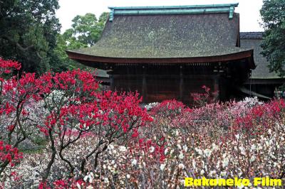 道明寺天満宮の梅　早朝一番乗り　緊急モードでの投稿