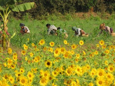 Myanmarひとりっぷ　(9/25 )モンユワからバガンへ1　牛と羊とひまわり畑 　～ミツバチばあやの冒険～