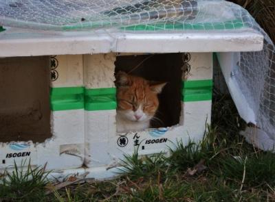 陸軍と猫の山