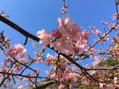 <関東ふれあいの道・神奈川県コース> ④佐島・大楠山のみち