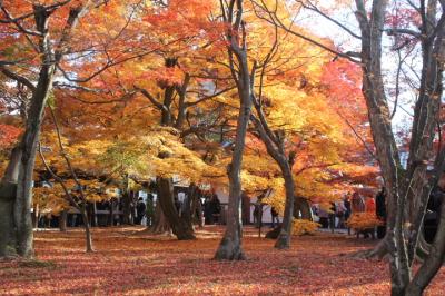 これぞ紅葉（その１）