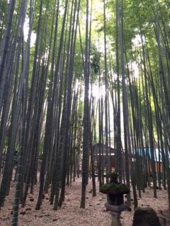 報国寺から江の島へ