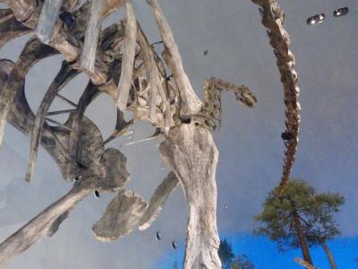 [2016年02月] 福井、美ら海水族館のつもりで越前松島水族館、恐竜博物館もね