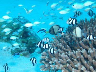 石垣島ダイブ151106