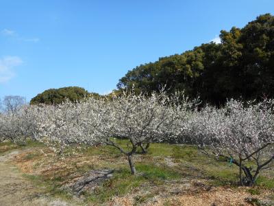 梅のメッカ、佐布里緑と花のふれあい公園　