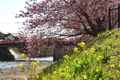 熱海で観梅～河津で花見～稲取でひな祭り