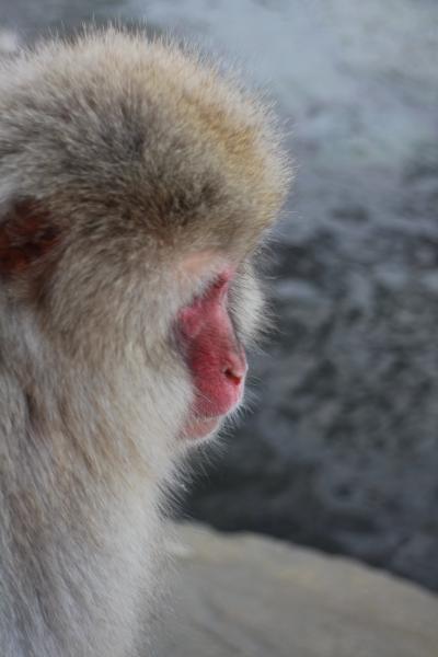 スノーモンキーパーク! (地獄谷野猿公苑)