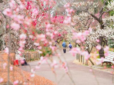 働きアリの春さんぽ　三浦海岸桜まつりと府中郷土の森梅まつり