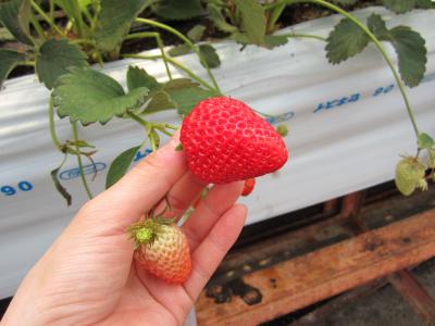 伊豆でバリアフリーのイチゴ狩り♪