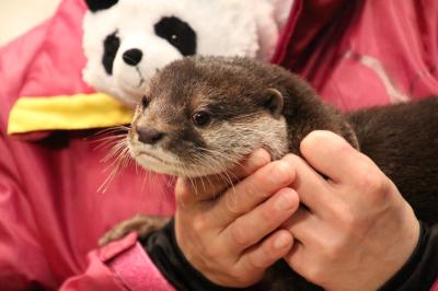 晴天と豪雨の２月の南紀白浜アドベンチャーワールド三昧（３）青い空と海を背景にした白い千畳敷＆晴天でも豪雨でも楽しめるアドベンチャーワールドいろいろ～雨の日のアニマルカーニバルは動物ふれあいタイム