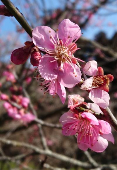 水戸・大洗でまったり一人旅です【水戸梅まつり編】