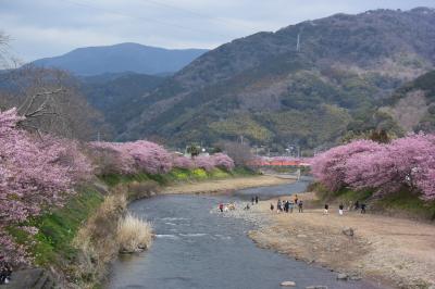 春の訪れを感じに☆ひとり天城越えからの河津桜