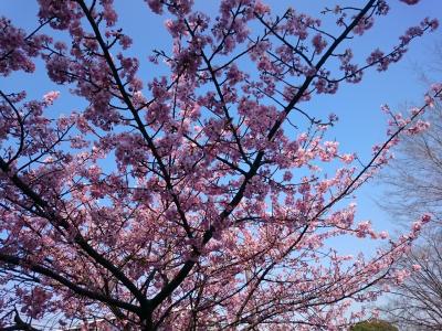 桜咲く