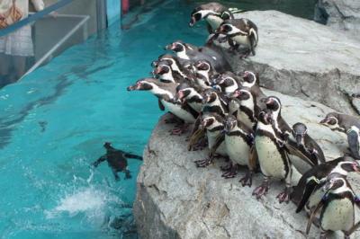 誕生日、弾丸トラベラー2日目～長崎ペンギン水族館・諏訪神社・興福寺編～。