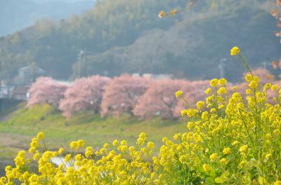 みなみの桜と菜の花まつり　2016.2.27