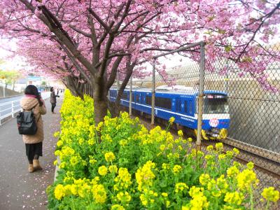 ’１６　三浦海岸河津桜＆三崎さんぽ１　京急電車と三浦海岸桜まつり