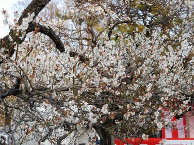 2016年2月 大倉山公園の梅林