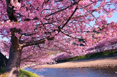 河津桜/KAWAZU SAKURA