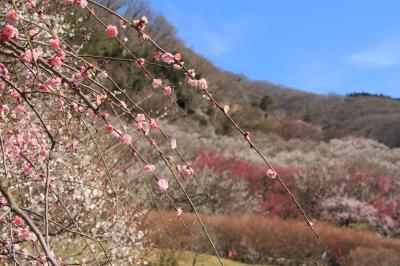 湯河原梅園　急ぎ足の梅園散策とまつだ桜まつりの夜桜見物