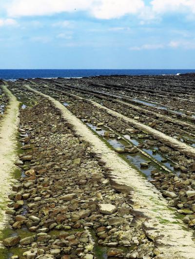 宮崎-1　青島　隆起海床と奇形波蝕痕　☆「鬼の洗濯板」は天然記念物