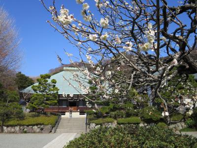 鎌倉梅見散歩（前編）　浄妙寺、荏柄天神社