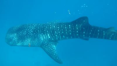 ジンベイザメシュノーケル