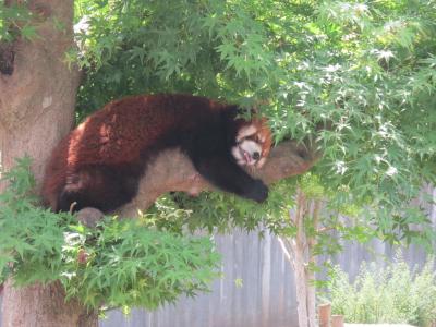 【市川市動物園】レッサーパンダの動物園
