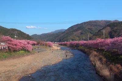 思い立ったが吉日【見逃せない河津桜】