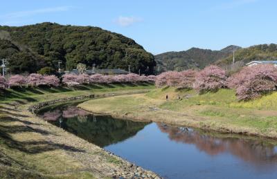 河津桜とみなみの桜　２日目