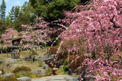 京都を歩く(233)　春の訪れを告げる梅の花