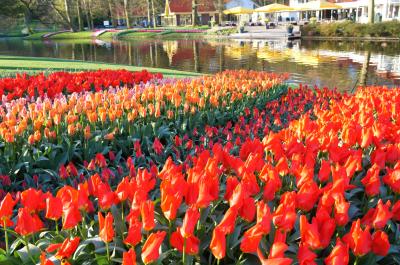 春のオランダ巡り 2 -キューケンホフ Keukenhof